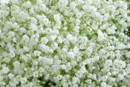 かすみ草の髪飾りの作り方!必要な材料や手順を動画を絡めて紹介!