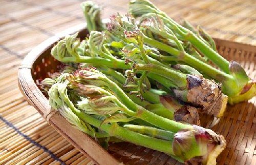 タラの芽の取り方や時期、道具は?偽物との見分け方と採れる場所の特徴は?