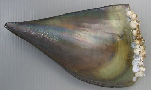 タイラギは細菌がいて食中毒が起きやすい?安心な食べ方とは?