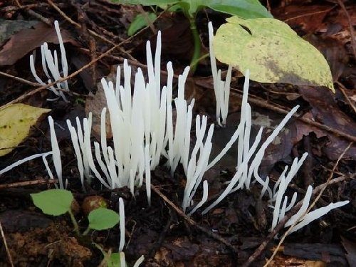 シロソウメンタケ(ニョロニョロ)を食べる方法やモドキとの見分け方は?