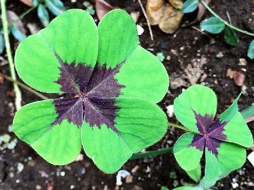 オキザリスが増えすぎた時の対処法や原因は?球根からの育て方は?