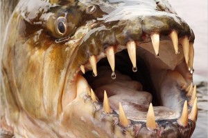 旬のオクラをネバネバに!細かく刻んで旨味と栄養を最大限に出す方法
