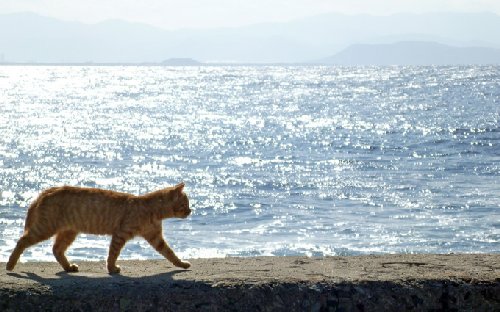 文鳥の日！愛らしいペットとの暮らし。文鳥の飼育法と日々癒やされる秘訣
