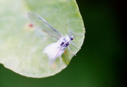 旬のさつま芋「紅はるか」！ねっとり甘い究極のスイーツレシピを大公開