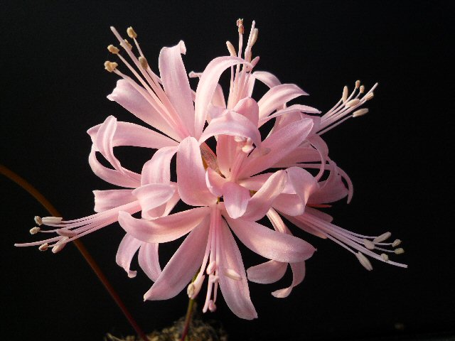 ハロウィン！家族全員で楽しむ仮装とホームパーティーの最新トレンド案