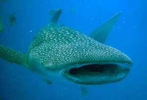 パチンコの日!大人の娯楽としての長い歴史。適度に楽しむ心の余裕を持つ